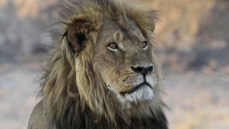 A trophy hunter killed a lion in Zimbabwe that was part of a research project, sparking anger