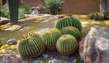 Caring for desert landscaping properly is a good way to reduce water use in Phoenix....