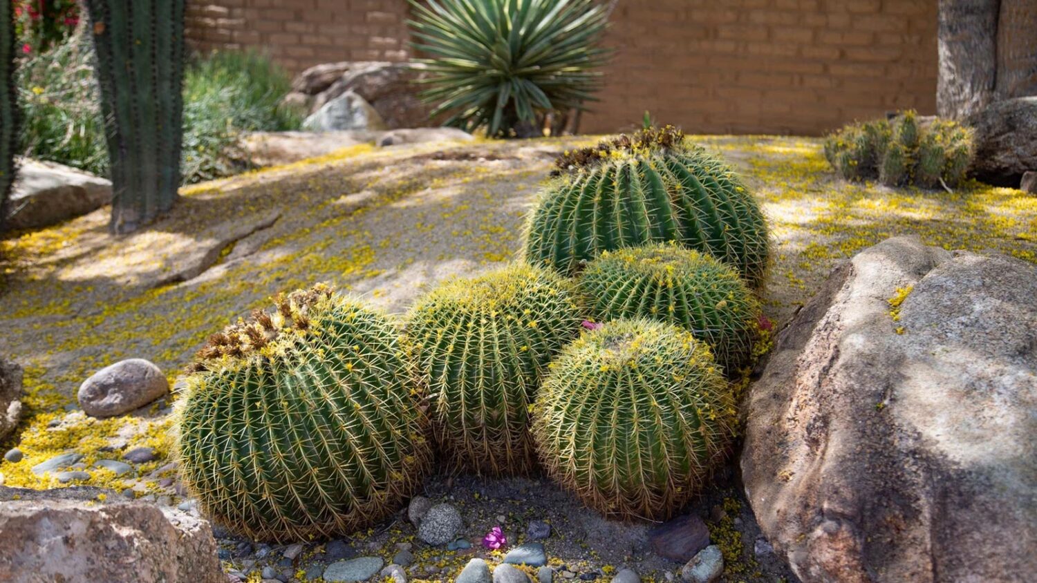 Caring for desert landscaping properly is a good way to reduce water use in Phoenix....