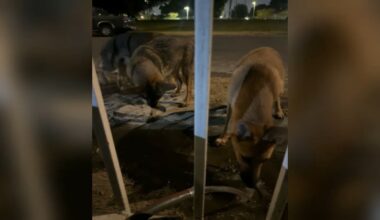 3 dogs abandoned at Watts park has residents concerned – NBC Los Angeles