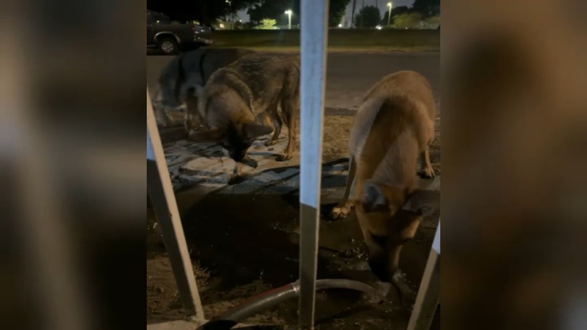 3 dogs abandoned at Watts park has residents concerned – NBC Los Angeles