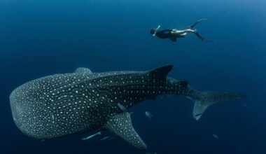 Nearly Every Whale Shark at This Tourist Destination Bears Human-Made Scars