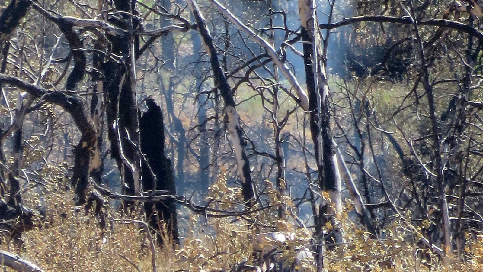 Crews are wrapping up suppression efforts on the White Sage Fire in northern Arizona....