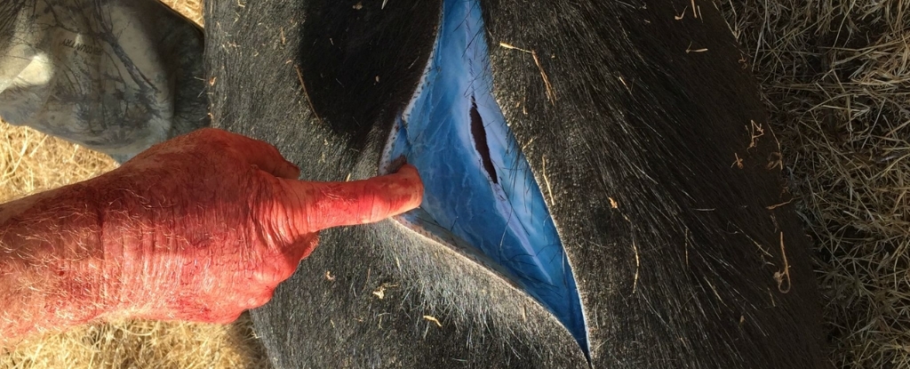 Wild Pigs Turn 'Neon Blue' in California, Triggering Warnings : ScienceAlert