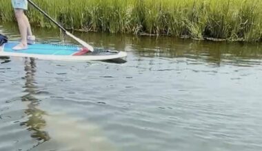 Scientists standing by to rescue rare manatee sighted in cold New England waters