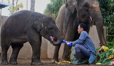 Tuesday is World Elephant Day. 5 things to know about the world's largest land mammal