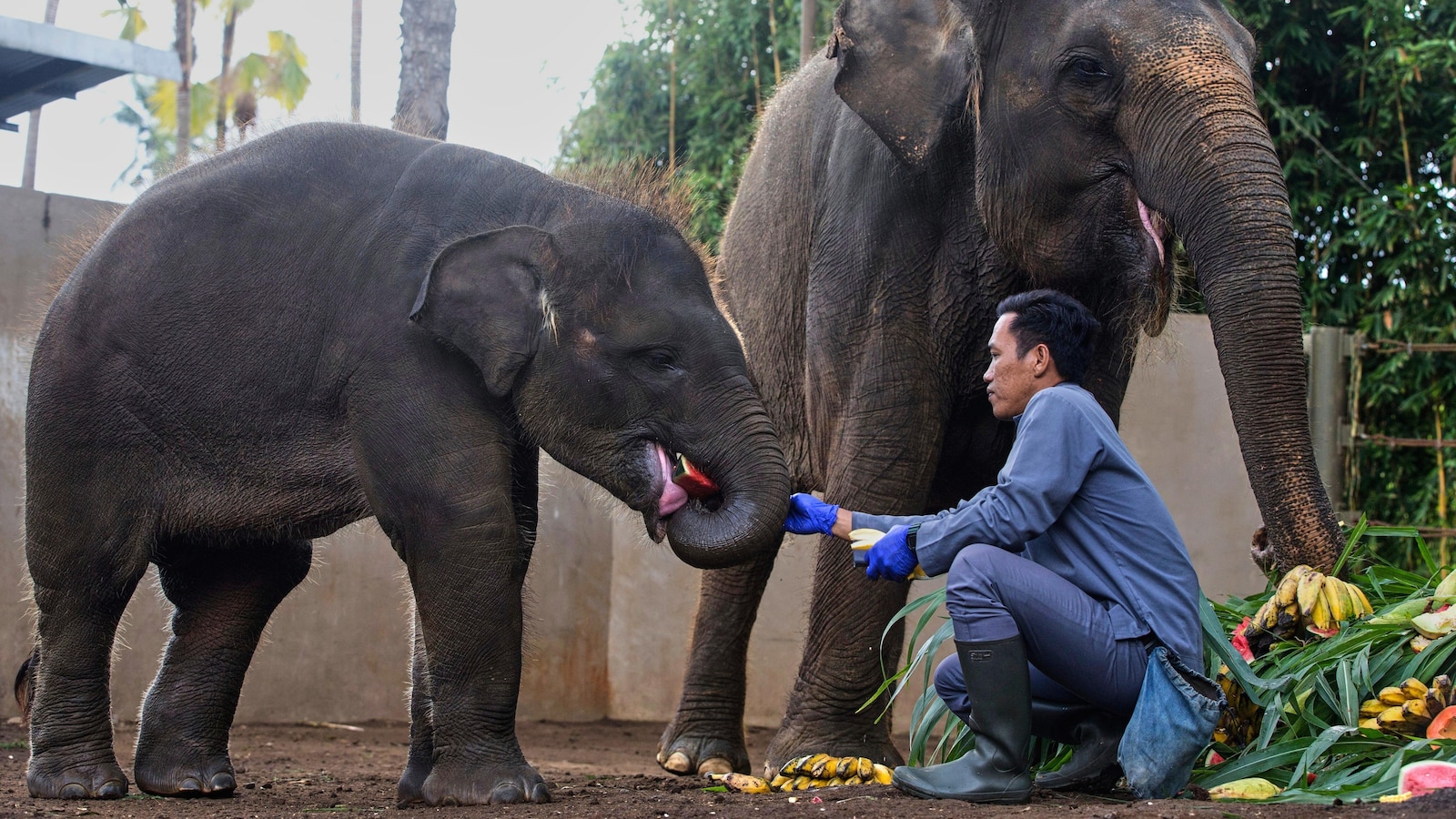 Tuesday is World Elephant Day. 5 things to know about the world's largest land mammal