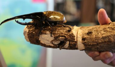 Bugs are popular pets in nature-loving Japan, buzzing with ecology, species lessons