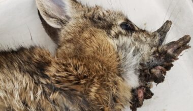 Rabbits with 'horns' are being called 'Frankenstein bunnies'