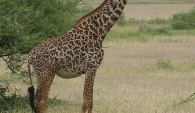 How many giraffe species are in Africa? New scientific analysis quadruples the count