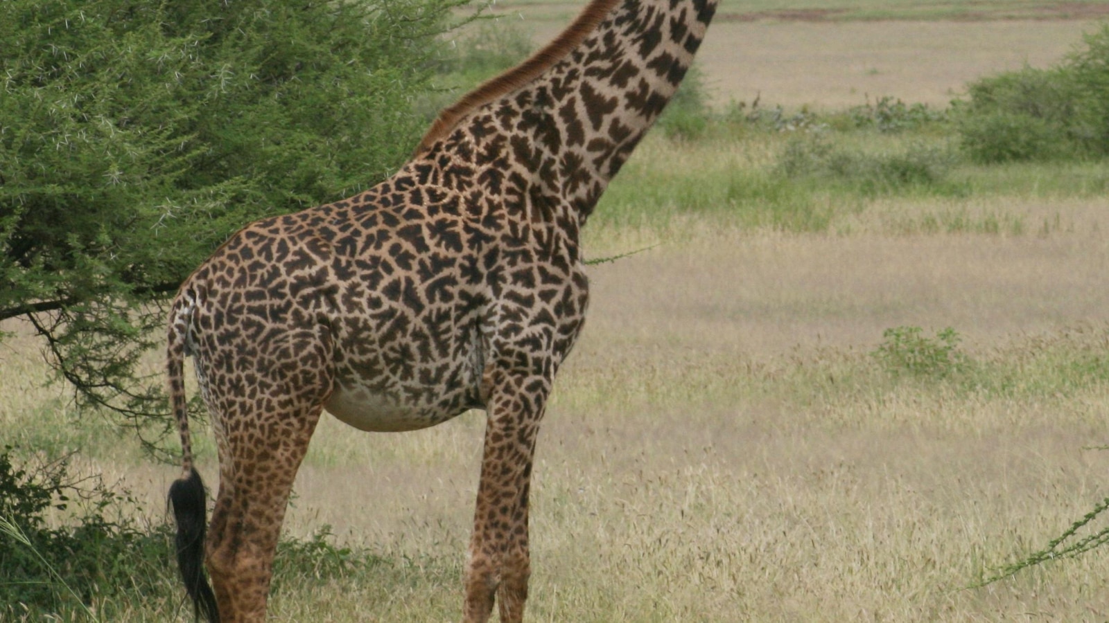 How many giraffe species are in Africa? New scientific analysis quadruples the count