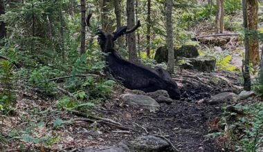Ailing bull moose on Adirondack mountain hiking trail in New York put down