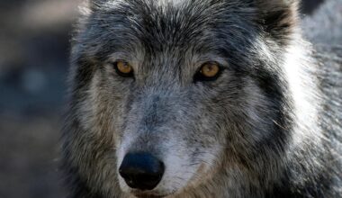Isle Royale National Park staff kill wolf that became accustomed to human food, posing safety risk