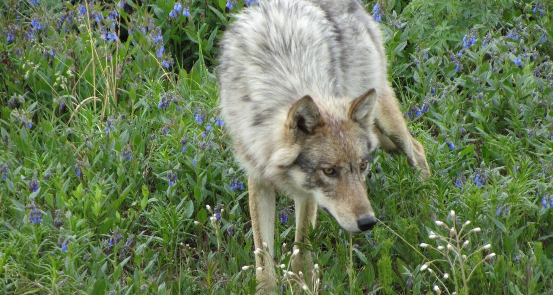 Grey Wolf, a Yellowstone Grey Wolf