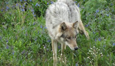 Grey Wolf, a Yellowstone Grey Wolf