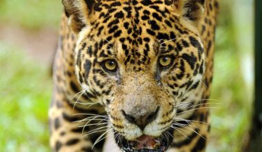 Panama Ranches Adopt New Measures to Curb Jaguar Attacks