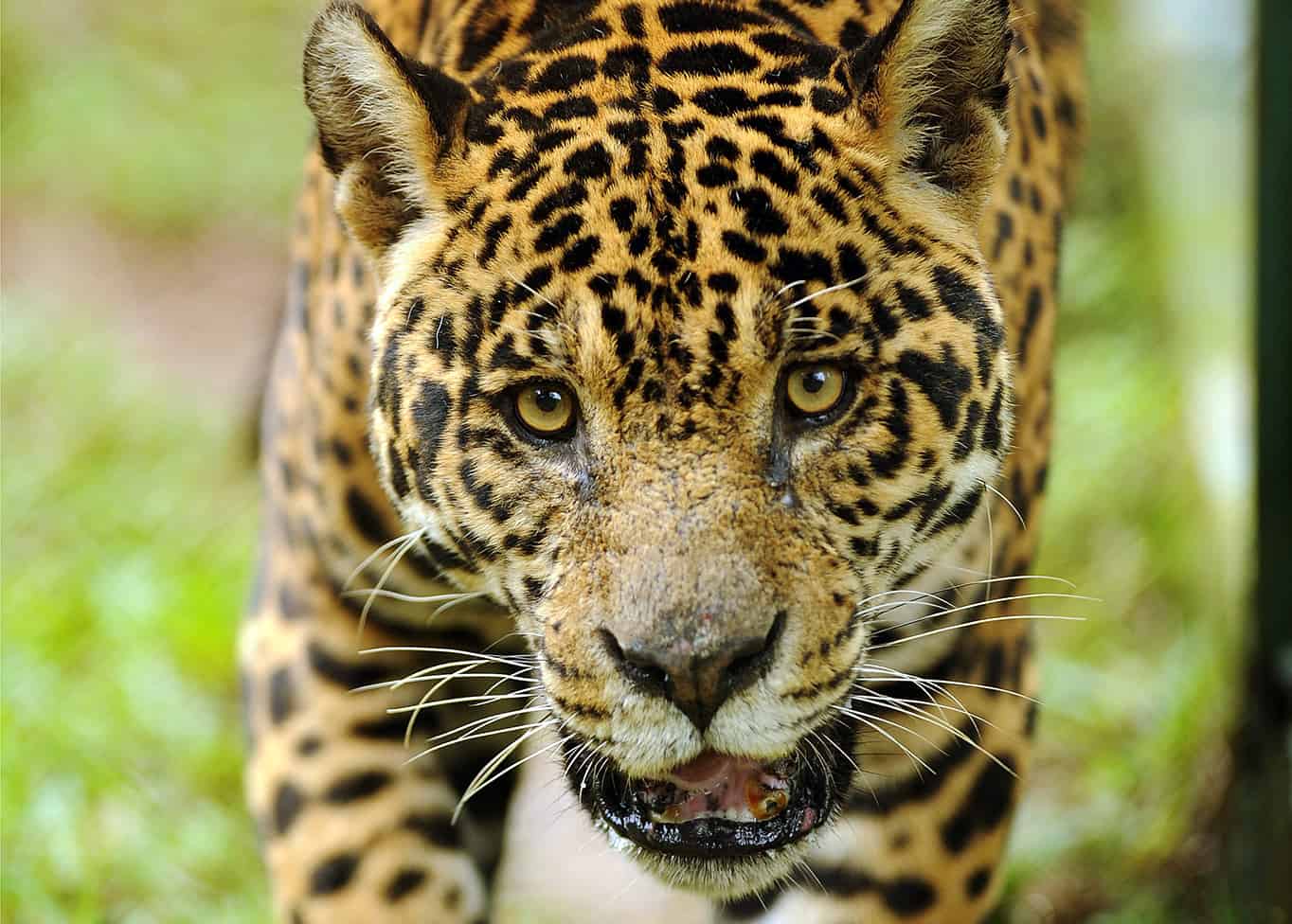 Panama Ranches Adopt New Measures to Curb Jaguar Attacks