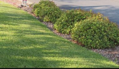 How to transition your Bermuda lawn to winter rye in Arizona