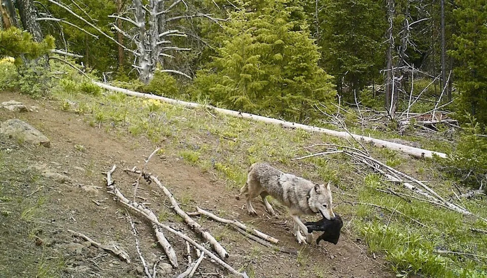 After being hunted to extinction in the 1920s, they were reintroduced in 1995.
