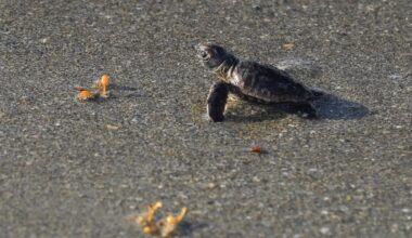 Florida sea turtle nesting season breaking records in Vero Beach
