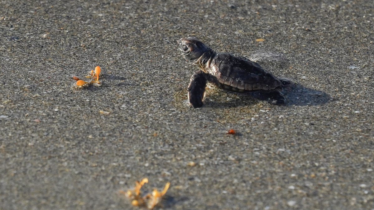 Florida sea turtle nesting season breaking records in Vero Beach