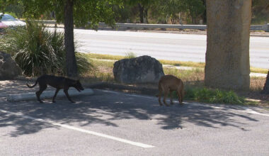 New fines target deliberate pet abandonment, not good Samaritans
