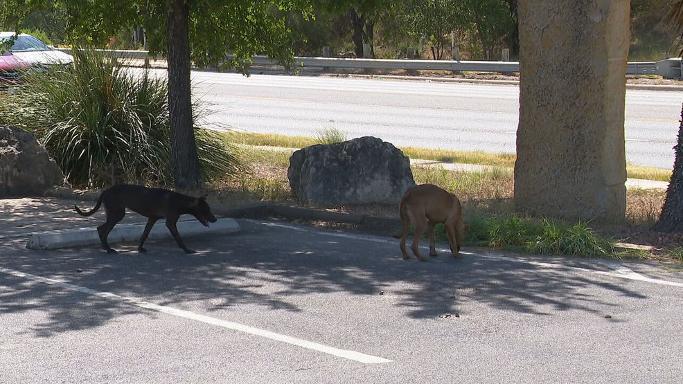 New fines target deliberate pet abandonment, not good Samaritans