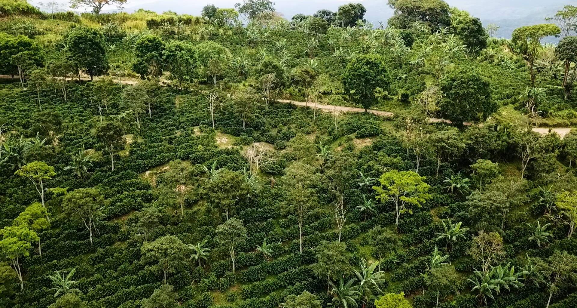 La Cumplida shows how coffee can restore ecosystems and economies