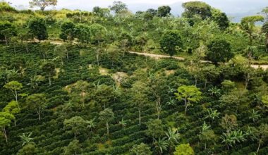 La Cumplida shows how coffee can restore ecosystems and economies