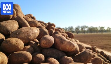 Potato mop-top virus 'impossible' to eradicate, Biosecurity Tasmania says as ninth incursion detected