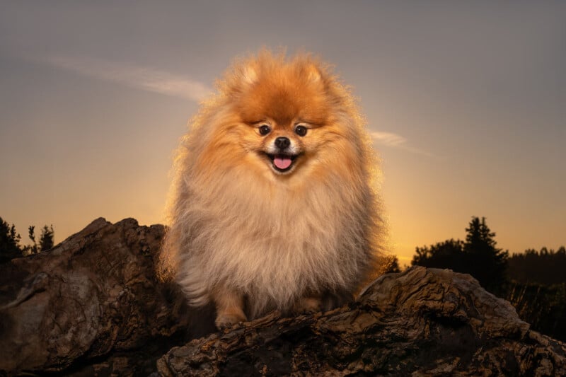 A fluffy Pomeranian dog with a thick orange and cream coat stands on rocks outdoors at sunset, with trees and a glowing sky in the background.