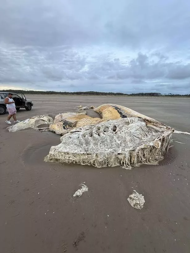 A huge corpse of a sea creature lies on a beach in Wales