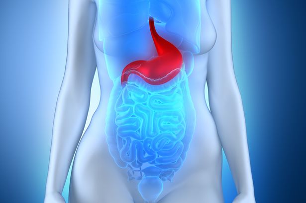 Woman stomach anatomy in 3D