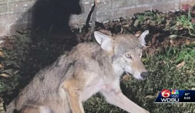 Trappers capture and kill coyote in Lakeview after multiple sightings of wild animal from neighbors