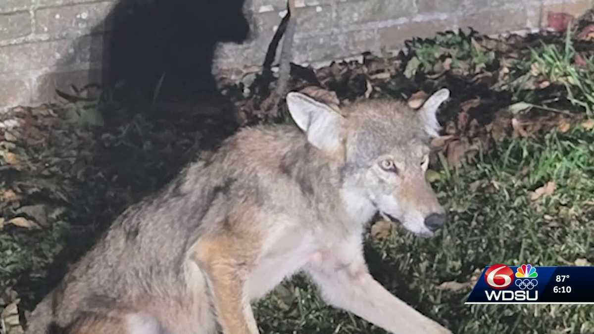 Trappers capture and kill coyote in Lakeview after multiple sightings of wild animal from neighbors