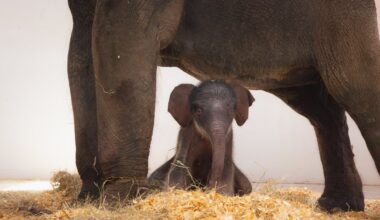 Fort Worth Zoo welcomes new elephant calf – NBC 5 Dallas-Fort Worth