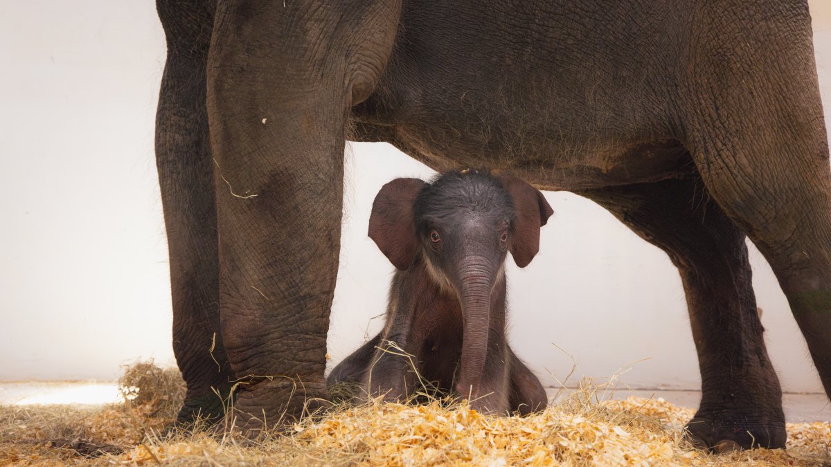 Fort Worth Zoo welcomes new elephant calf – NBC 5 Dallas-Fort Worth
