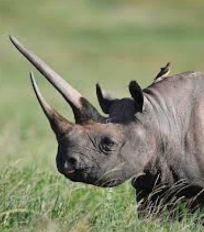 10. Rhino horns grow continuously: The white rhino’s horn can grow up to 7 cm per year, with the longest recorded horn reaching 150 cm.