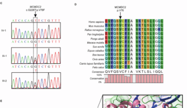 A novel MCMDC2 variant causes meiotic arrest and non-obstructive azoospermia in a consanguineous Chinese family