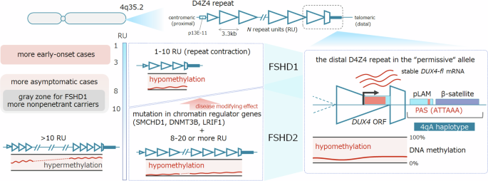 Diversity challenges and reconciles genetics in facioscapulohumeral muscular dystrophy