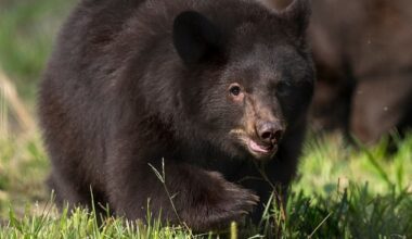 Named after Disney villains, Ursula and Yzma, made their debut in the Ohio capital on Tuesday to the delight of locals, who are eagerly booking tickets to see the cute cubs