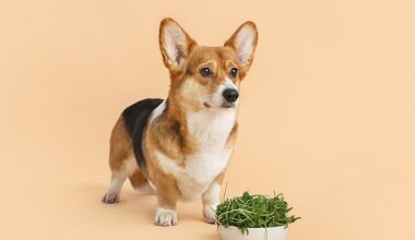The researchers said that plant-based diets can be a reasonable alternative to traditional meat options (stock image)