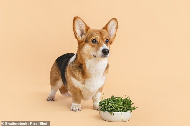 The researchers said that plant-based diets can be a reasonable alternative to traditional meat options (stock image)
