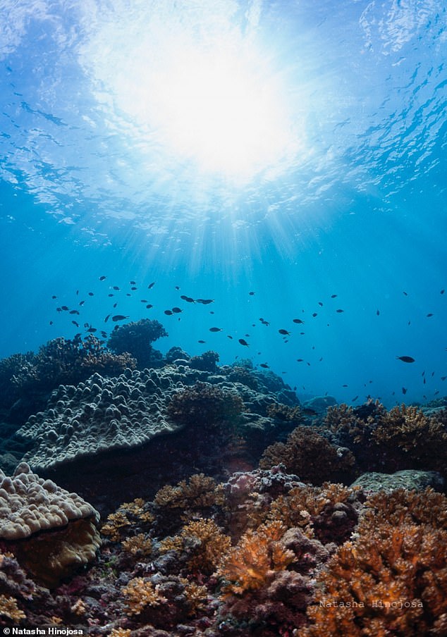 Without a supply of cold water, scientists are concerned that the region's vital coral reefs (pictured) will be killed by the warmer waters in a process known as coral bleaching