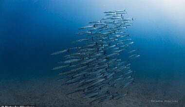 Scientists say that a vital ocean upwelling that normally provides food for 95 per cent of Panama's marine life has failed for the first time on record