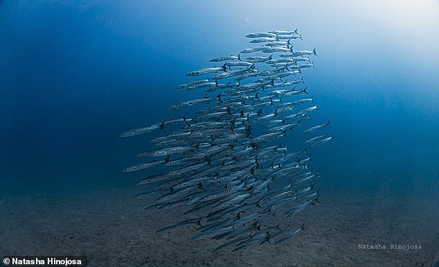 Scientists say that a vital ocean upwelling that normally provides food for 95 per cent of Panama's marine life has failed for the first time on record