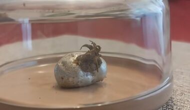 Just days after finding the meteorite in Panama, videos on TikTok of the object appearing to grow plant-like tentacles