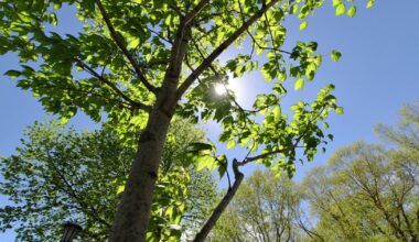 Village of Romeoville, Illinois to plant 2,500 new native trees