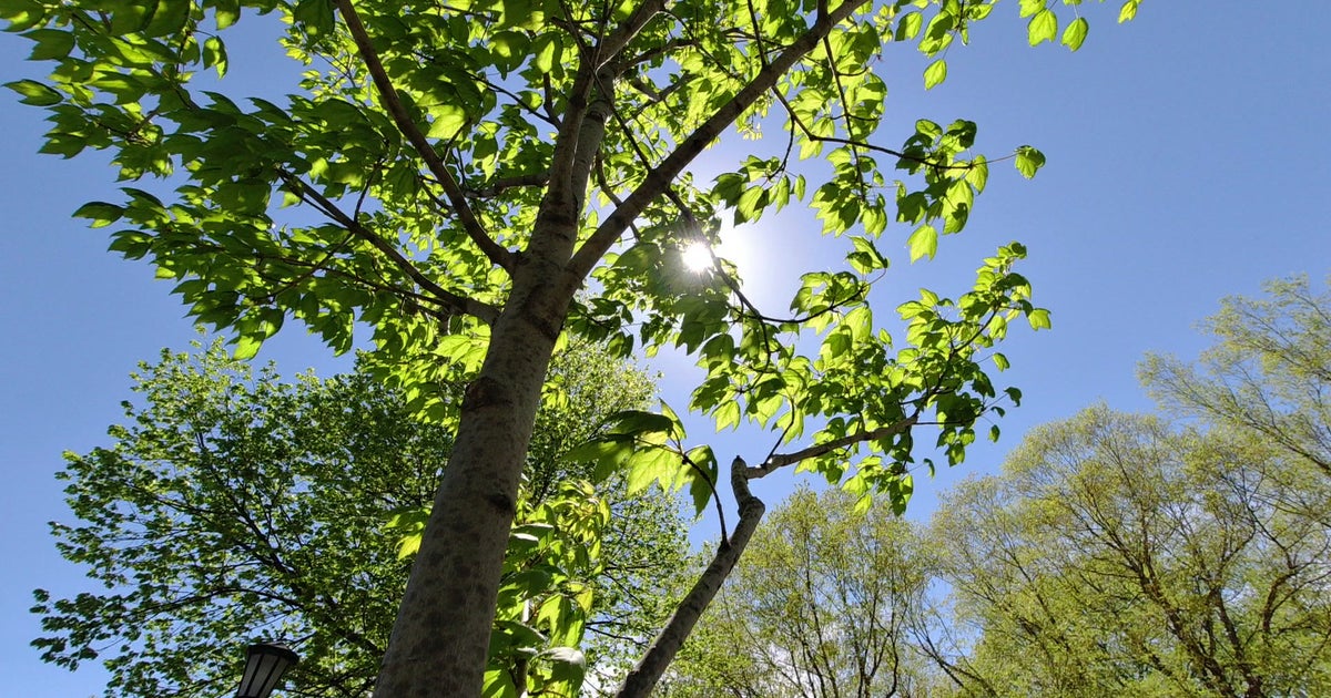 Village of Romeoville, Illinois to plant 2,500 new native trees