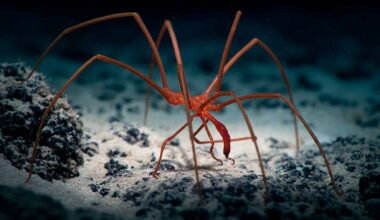 Mysterious giant spider blobs in California